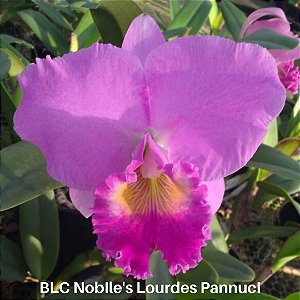 Orquídea BLC Nobile's Lourdes Pannuci