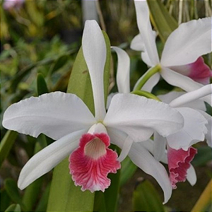 Orquidea Laelia Purpurata Carnea