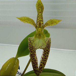 Micro Orquídea bulbophyllum Lasiochilum var. Concolor