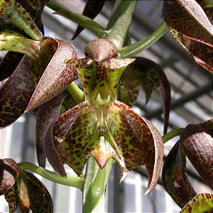 Orquídea Catasetum Cernuum