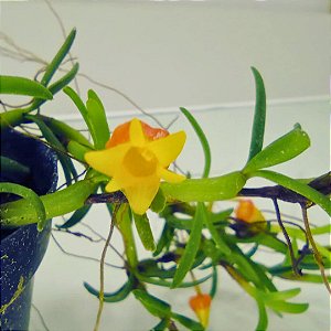 Micro Orquídea Mediocalcar Decoratum