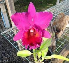 Orquídea Cattleya Blc. Edisto 'new berry'