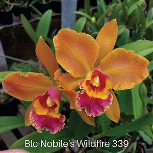 Orquídea Blc Wildfire 339 - Adulta