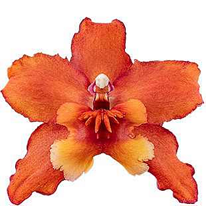 Orquídea Oncidium Colmanara Soulfire Adulta