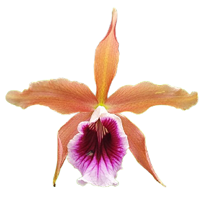 Cattleya Laelia Tenebrosa - Orquídea Adulta