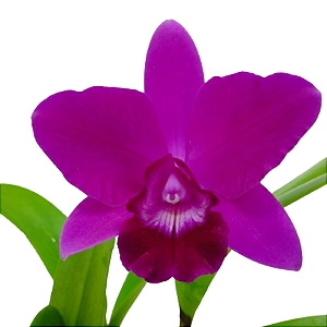 Orquídea Cattleya Isabelle Stone AD