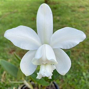 Orquidea Cattleya Intermedia Alba - Adulta