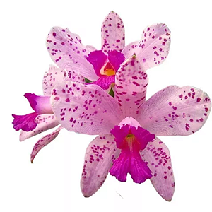 Orquidea Cattleya Amethystoglossa Tipo AD