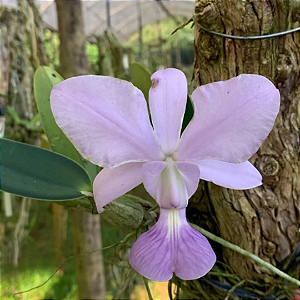 Orquídea Cattleya Walkeriana Coerulea -  Adulta Toquinho
