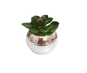 Vaso Prata com Suculenta