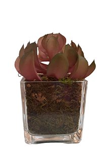 Arranjinho Suculenta no Vaso Vidro