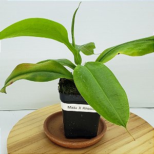 Nepenthes Mixta x Khasiana - Planta Carnívora
