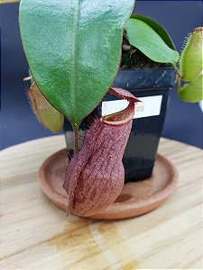 Nepenthes Kampotiana - Planta Carnívora