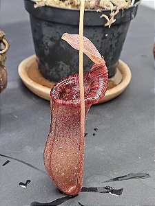 Nepenthes Lowii X Ventricosa - Planta Carnívora