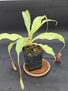 Nepenthes Mirabillis X (Viking x Black Miracle) - Planta Carnívora