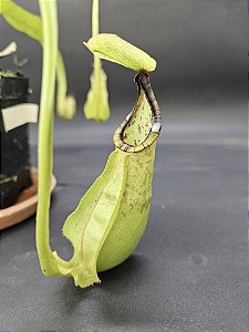 Nepenthes Mirabillis Wing X Bicalcarata - Planta Carnívora