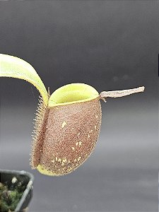 Nepenthes Ampullaria Red Striped X Ampullaria Black Miracle - Planta Carnívora