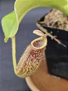Nepenthes [(Maxima x Boschiana) x Veitchii] x lvbvmv - Planta Carnívora