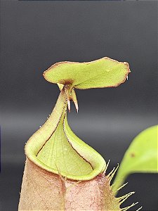 Nepenthes Bicalcarata