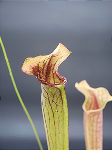 Sarracenia Minor x híbrido diversos - Planta Carnívora