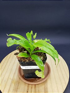 Nepenthes Rafflesiana Gigantea X [(Viking x Hookeriana) x Gracilis] - Planta Carnívora