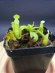 Nepenthes Longifolia - Planta Carnívora