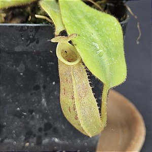 Nepenthes (Veitchii X Burbidgeae) X Veitchii Bario