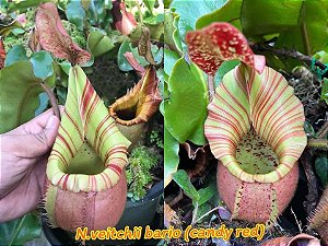 Nepenthes Veitchii (Bario x Candy Red)