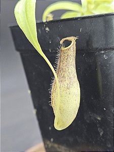 Nepenthes - Gracilis Black X Gracilis Squat