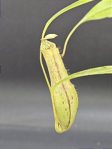 Nepenthes - Gracilis Black X Gracilis Squat