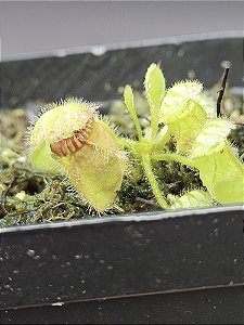 Cephalotus follicularis