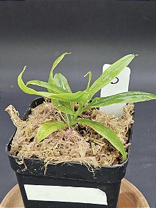 Nepenthes - Gracilis Black X Gracilis Squat