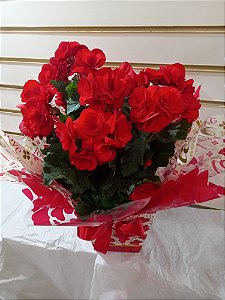 VASO DE BEGÔNIAS