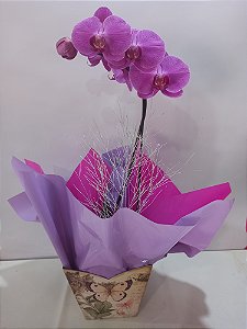 Orquídea Phalenoposis