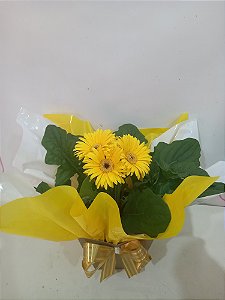 Vaso plantado