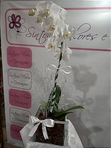 Vaso plantado