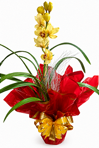 Vaso plantado