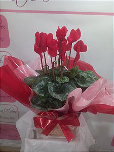 Vaso plantado