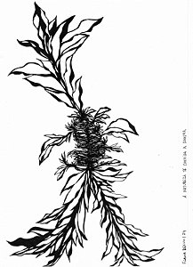 Série 'Que então floresça terra onde já não brota flor'