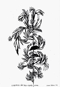 Série 'Que então floresça terra onde já não brota flor'