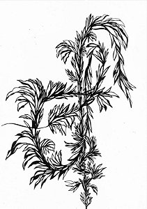 Série 'Que então floresça terra onde já não brota flor'