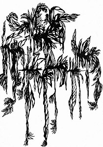 Série 'Que então floresça terra onde já não brota flor'