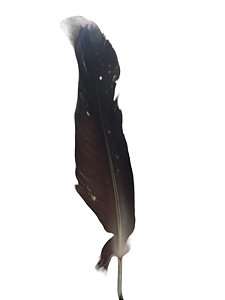 PENA URUBU