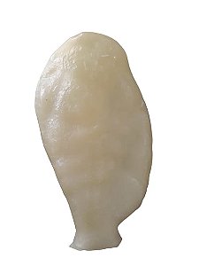 INTESTINO DE CERA