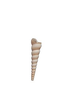 CONCHA OKOTO FINO