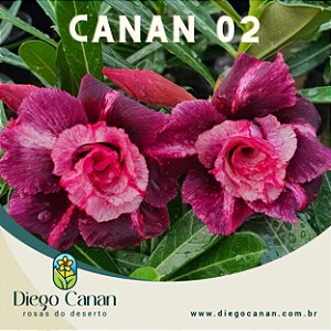 Enxerto CANAN 2 PERFUMADA