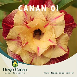 Enxerto CANAN 1 PERFUMADA