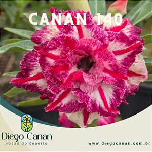 Enxerto CANAN 140