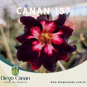 Enxerto CANAN 137