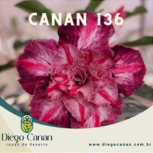 Enxerto CANAN 136 PERFUMADA